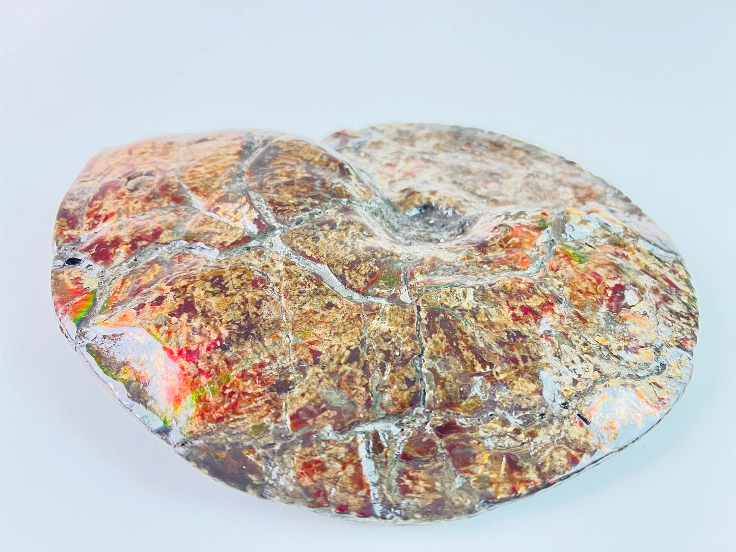 Ammolite Specimen - "Bronze Baby" Placenticeras Meeki