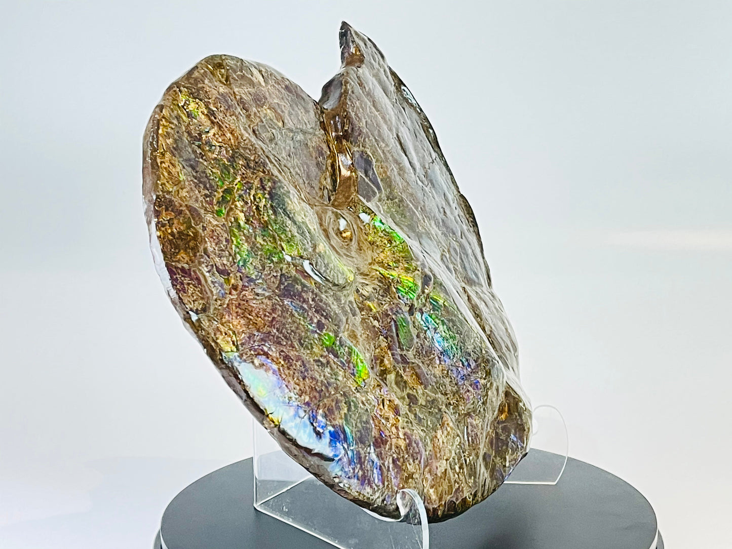 Ammolite Fossil - Placenticeras Meeki (double sided)