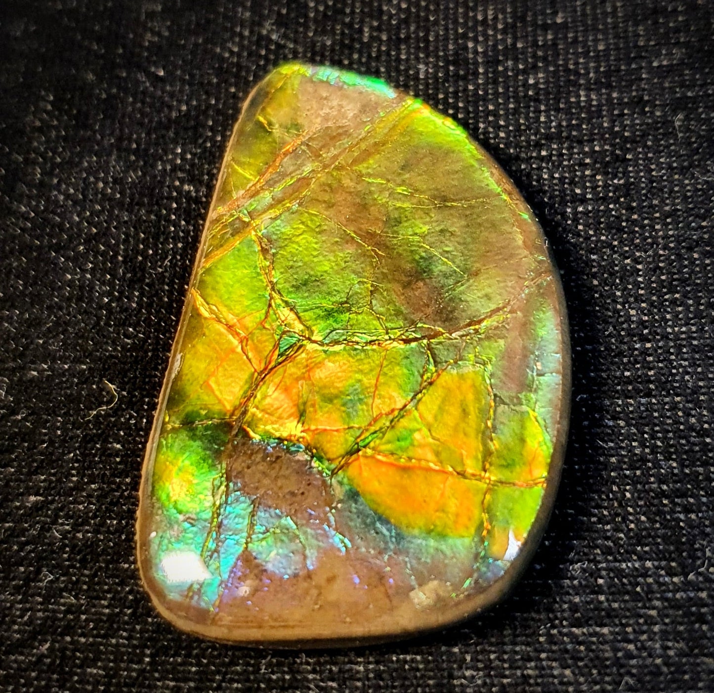 Ammolite Shell