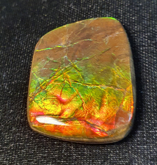 Ammolite Shell