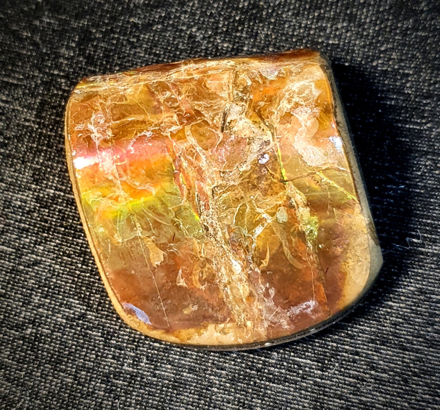 Ammolite Shell