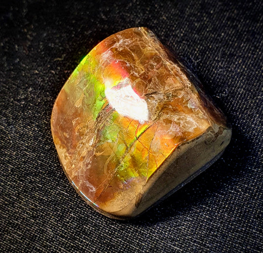 Ammolite Shell