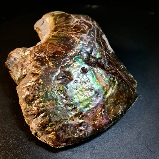 Ammolite Ghost