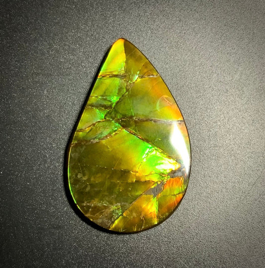 Ammolite Shell