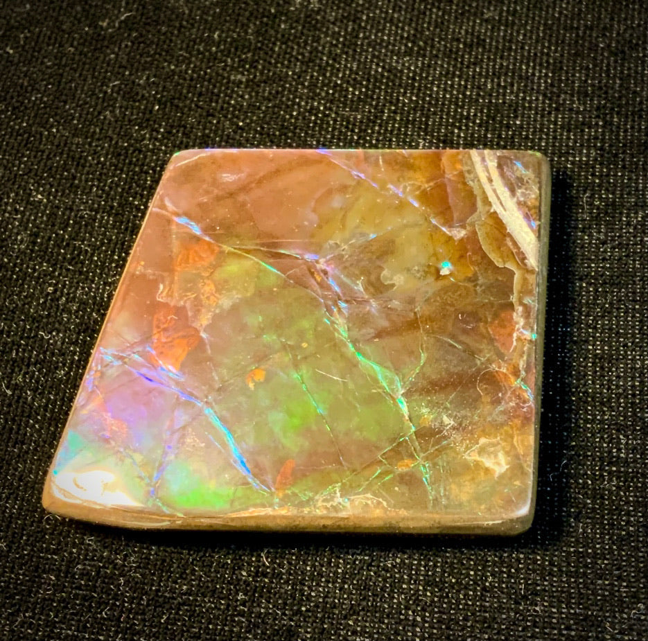 Ammolite Shell