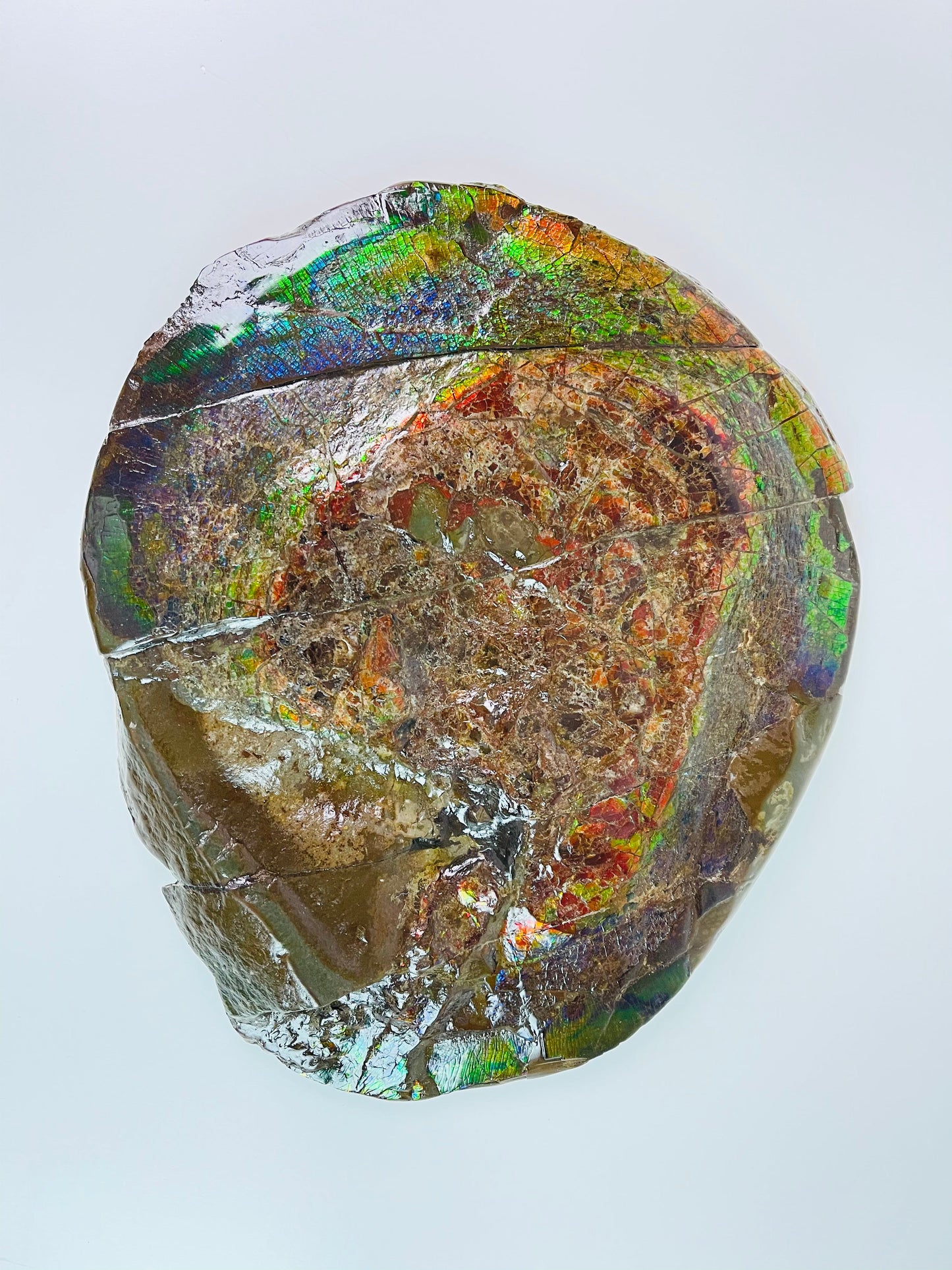 Ammolite Specimen - Rainbow Color Dragonskin Ammolite Gemball