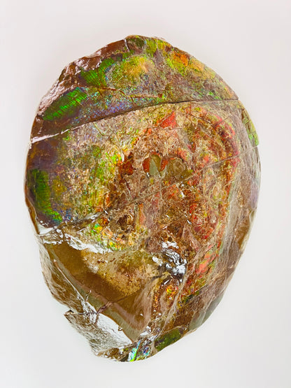 Ammolite Specimen - Rainbow Color Dragonskin Ammolite Gemball