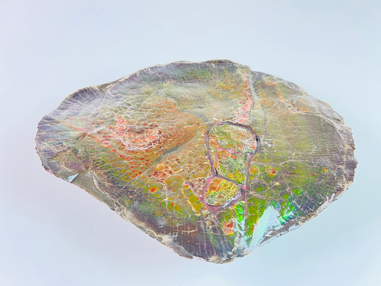 Ammolite Art - Tropical Fish