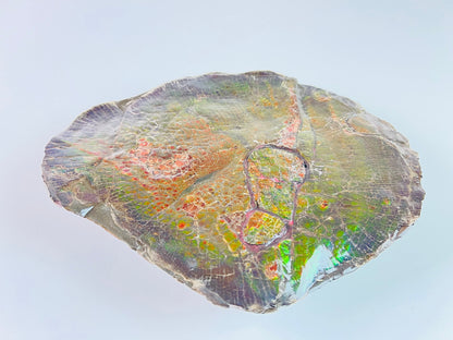 Ammolite Art - Tropical Fish