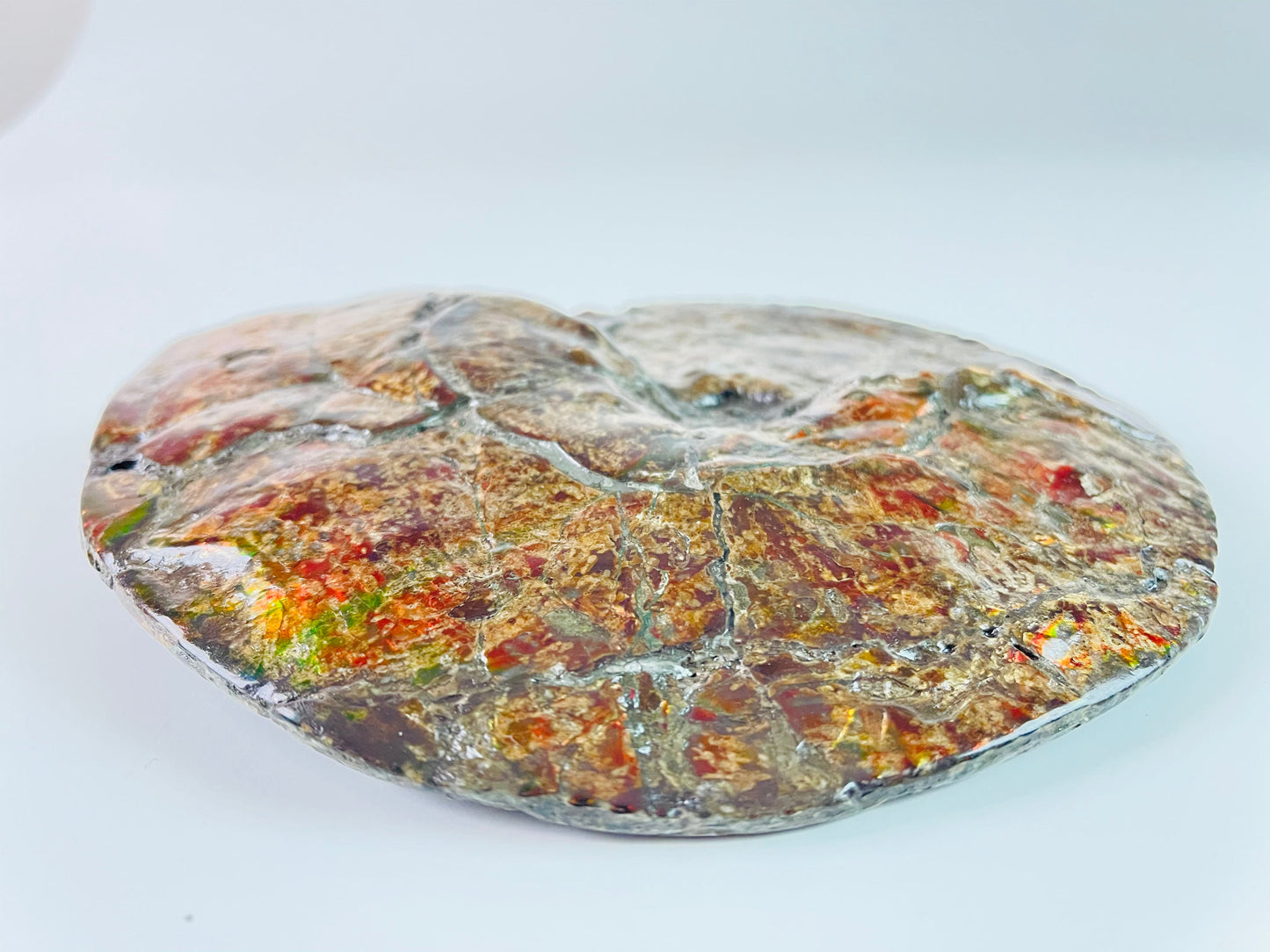 Ammolite Specimen - "Bronze Baby"  Placenticeras Meeki