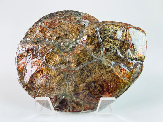 Ammolite Specimen - "Bronze Baby"  Placenticeras Meeki