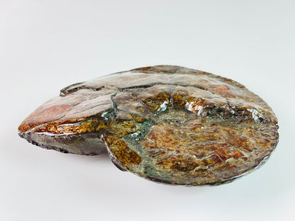 Ammolite Specimen - "Bronze Baby"  Placenticeras Meeki