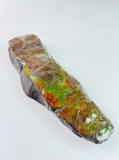 Ammolite Fossil - dragonskin rainbow color Baculite - extremely rare