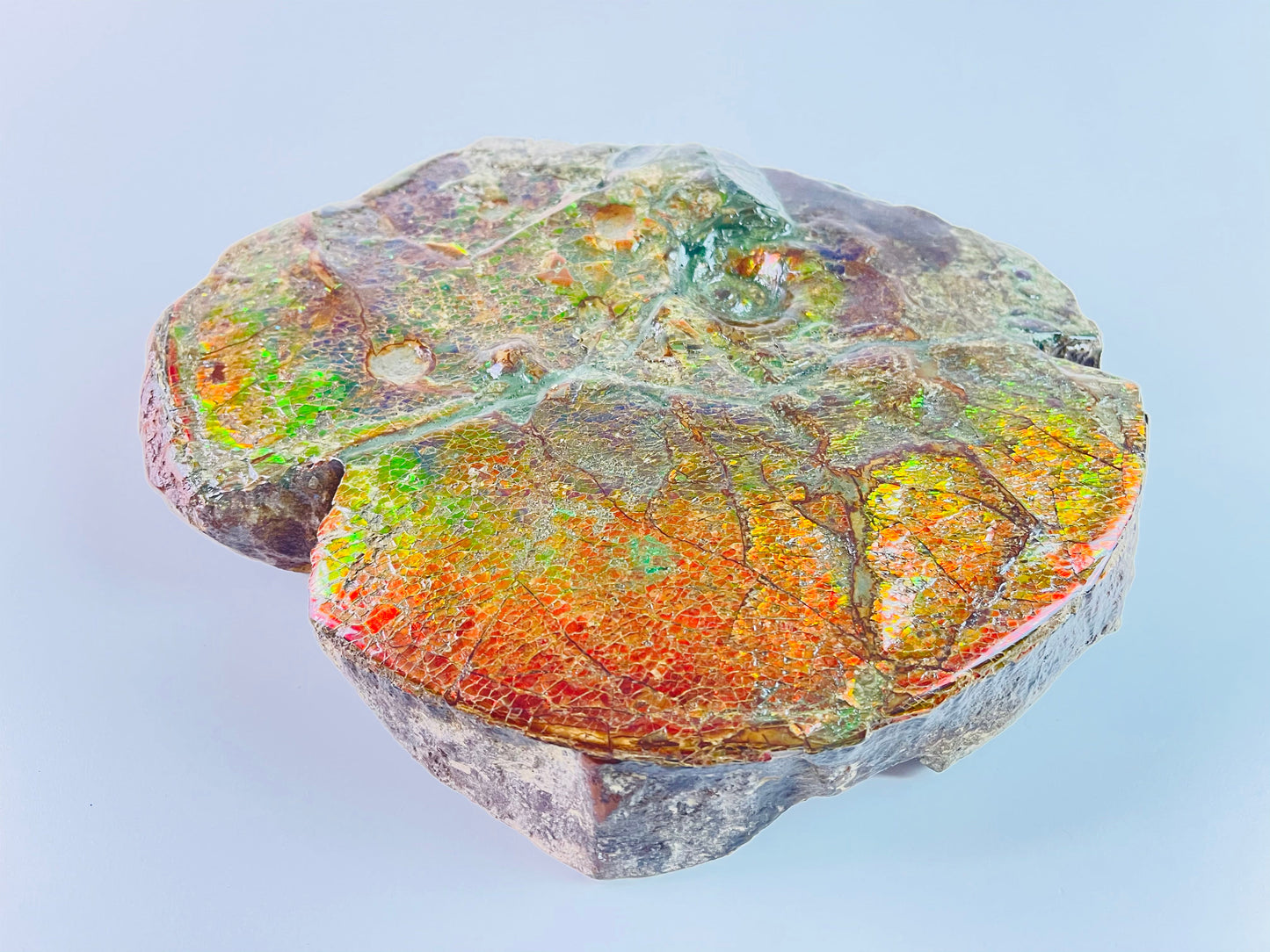 Ammolite Art - Boykosaurus Dino Specimen w/ rainbow colors & mosasaur bites