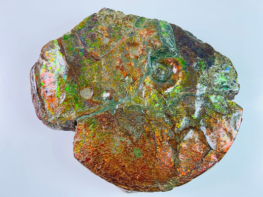 Ammolite Art - Boykosaurus Dino Specimen w/ rainbow colors & mosasaur bites