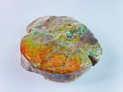 Ammolite Art - Boykosaurus Dino Specimen w/ rainbow colors & mosasaur bites