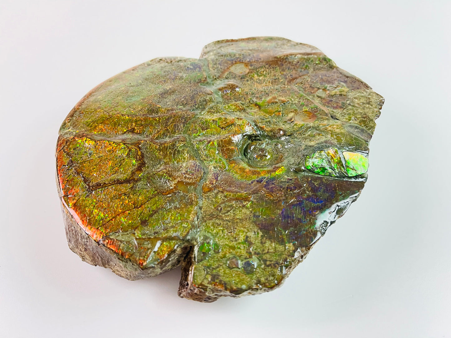 Ammolite Art - Boykosaurus Dino Specimen w/ rainbow colors & mosasaur bites