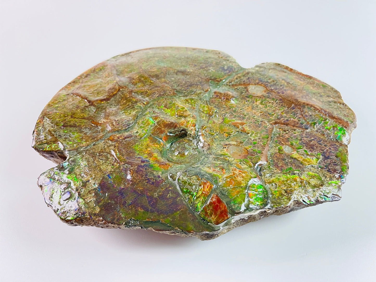 Ammolite Art - Boykosaurus Dino Specimen w/ rainbow colors & mosasaur bites