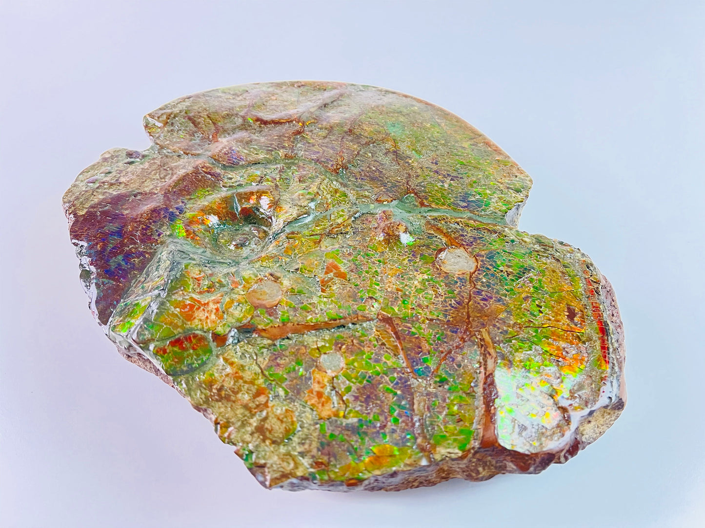 Ammolite Art - Boykosaurus Dino Specimen w/ rainbow colors & mosasaur bites