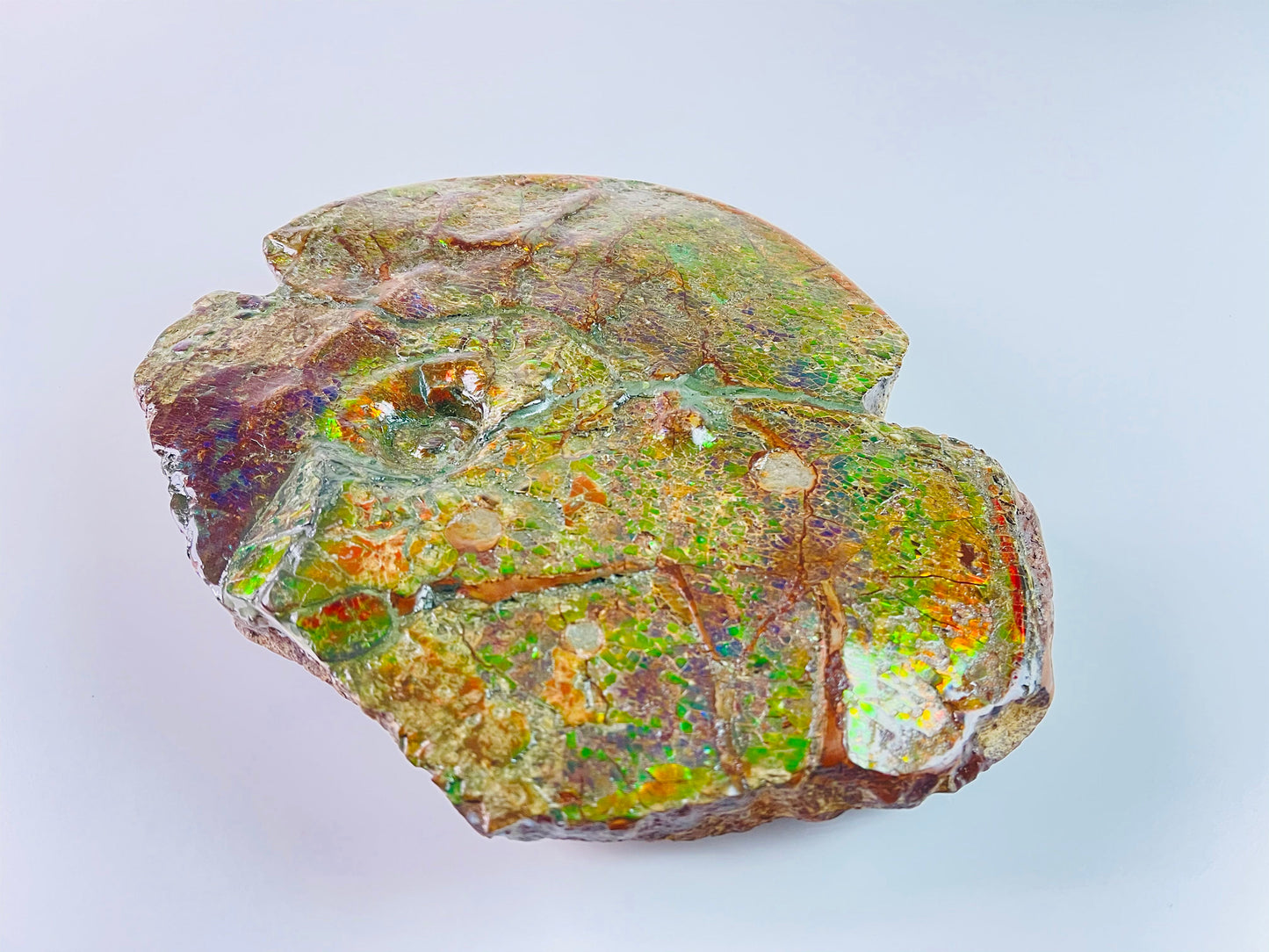 Ammolite Art - Boykosaurus Dino Specimen w/ rainbow colors & mosasaur bites