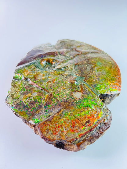 Ammolite Art - Boykosaurus Dino Specimen w/ rainbow colors & mosasaur bites