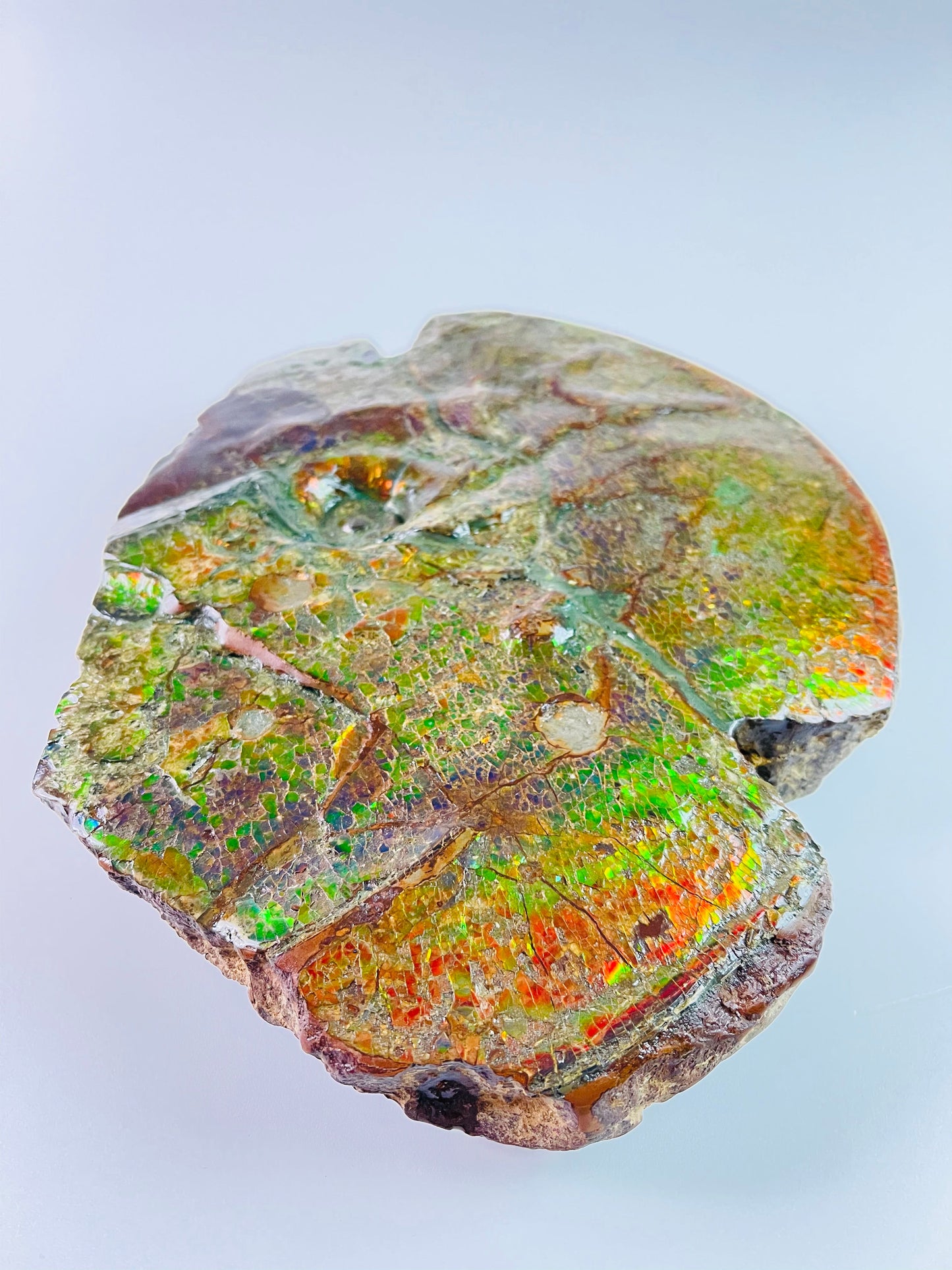 Ammolite Art - Boykosaurus Dino Specimen w/ rainbow colors & mosasaur bites