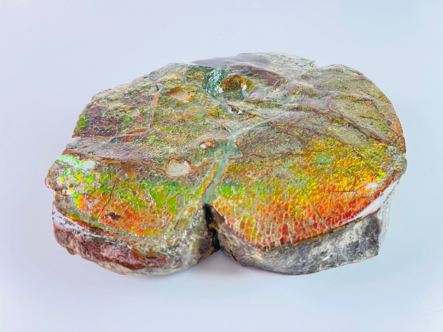 Ammolite Art - Boykosaurus Dino Specimen w/ rainbow colors & mosasaur bites