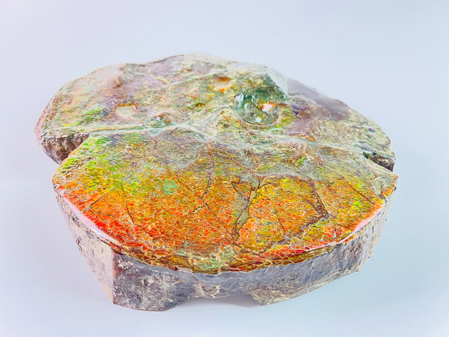 Ammolite Art - Boykosaurus Dino Specimen w/ rainbow colors & mosasaur bites