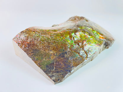 Ammolite Specimen - Dragon Skin Style