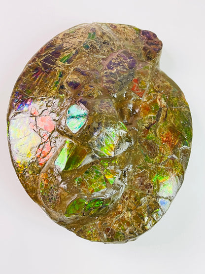 Ammolite Specimen - Frankenstone