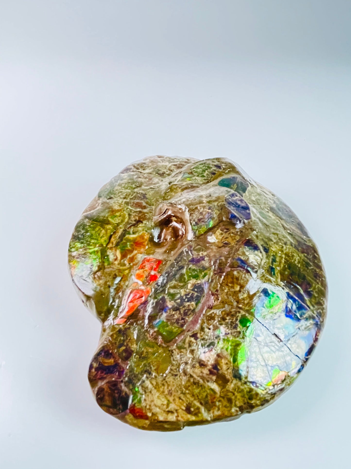 Ammolite Specimen - Frankenstone