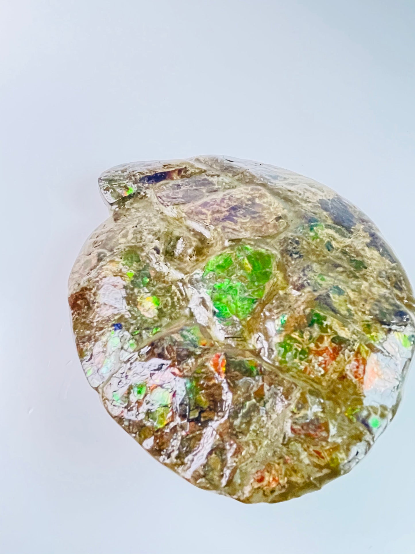 Ammolite Specimen - Frankenstone