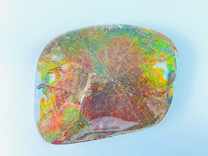 Ammolite Paperweight