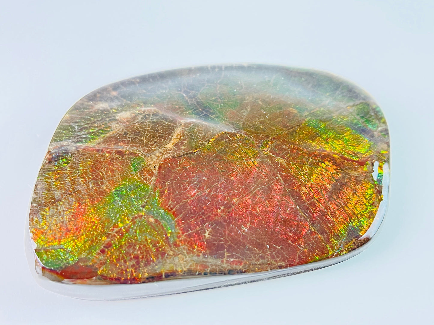 Ammolite Paperweight