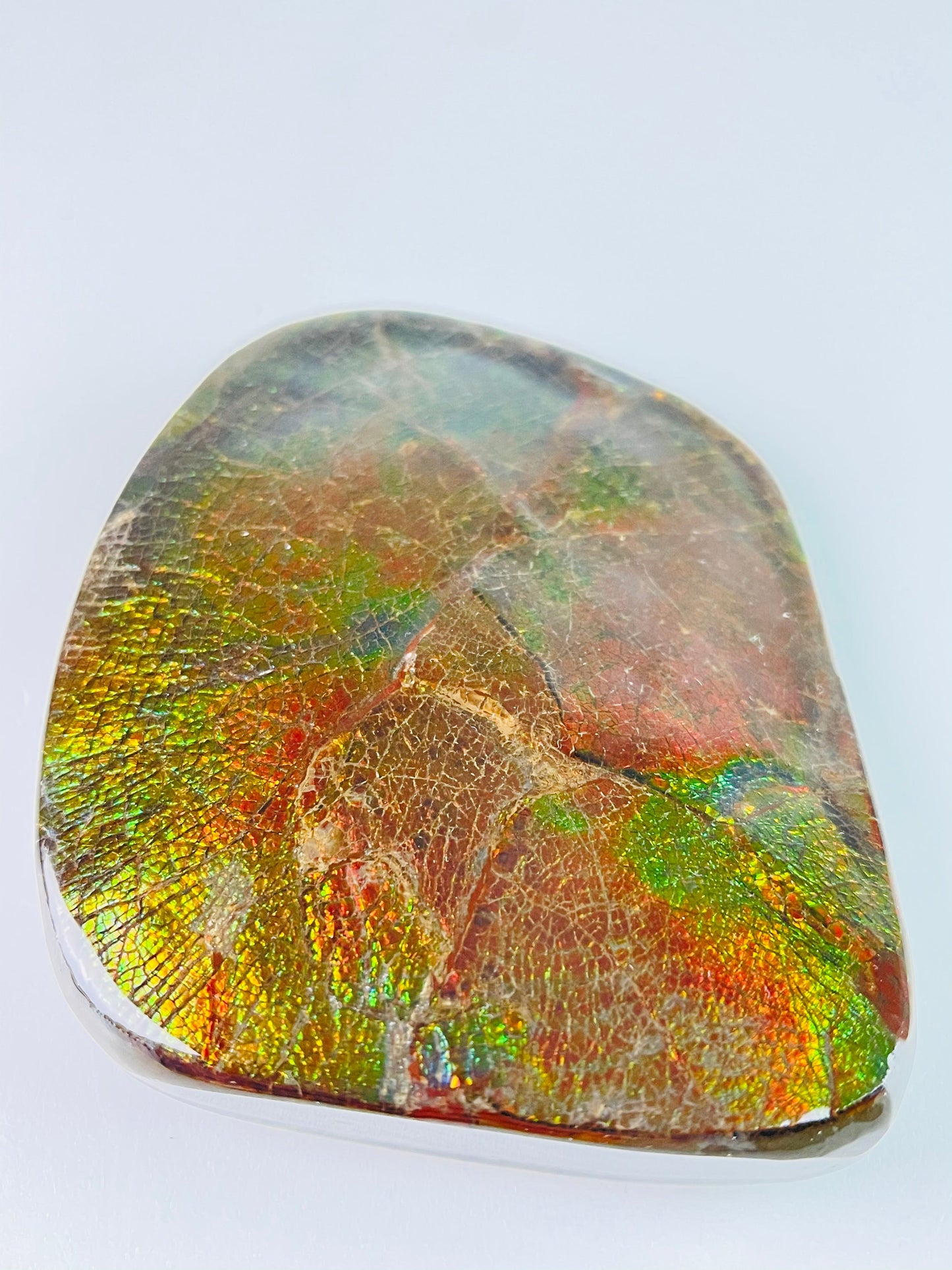 Ammolite Paperweight