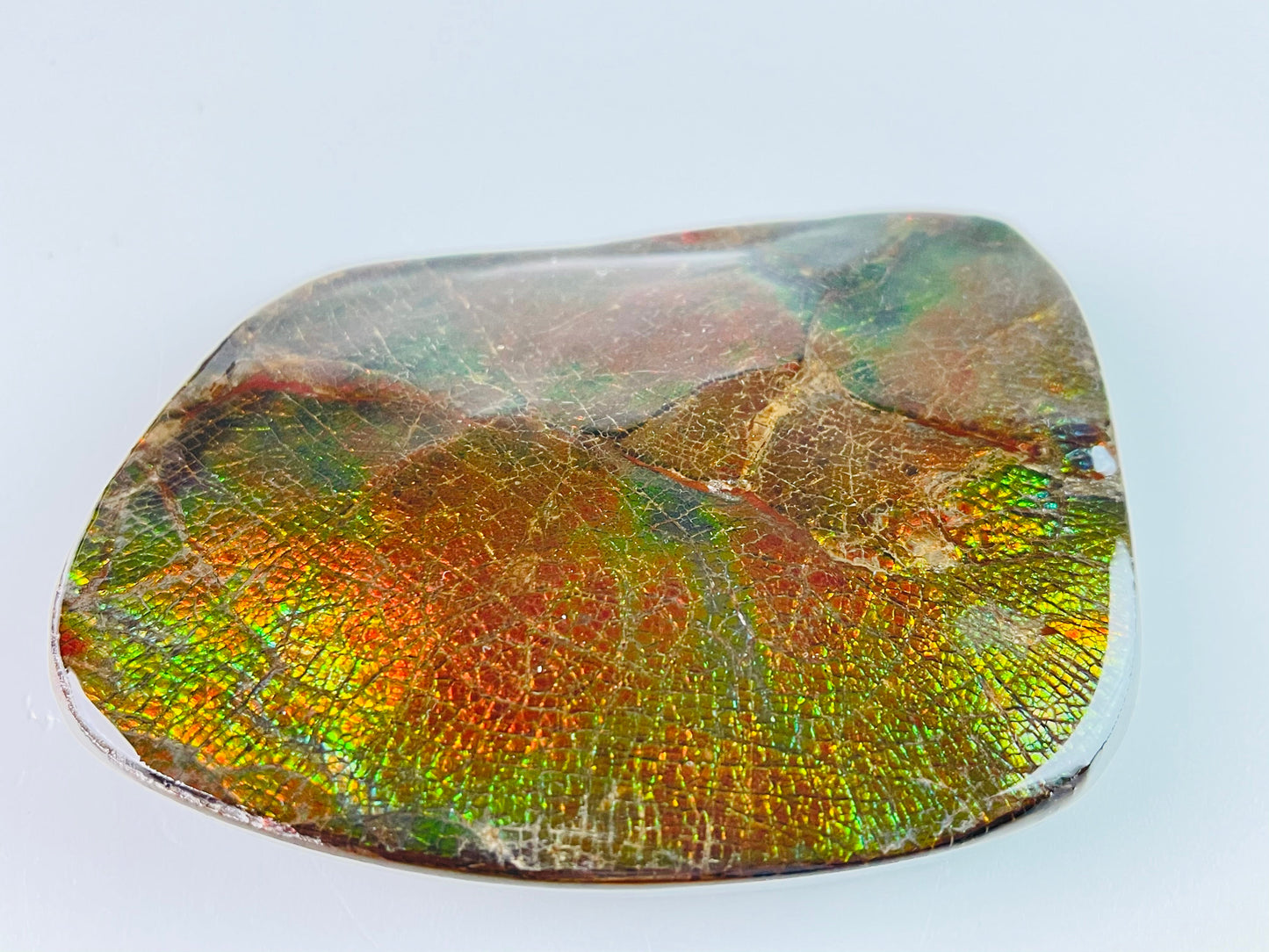 Ammolite Paperweight