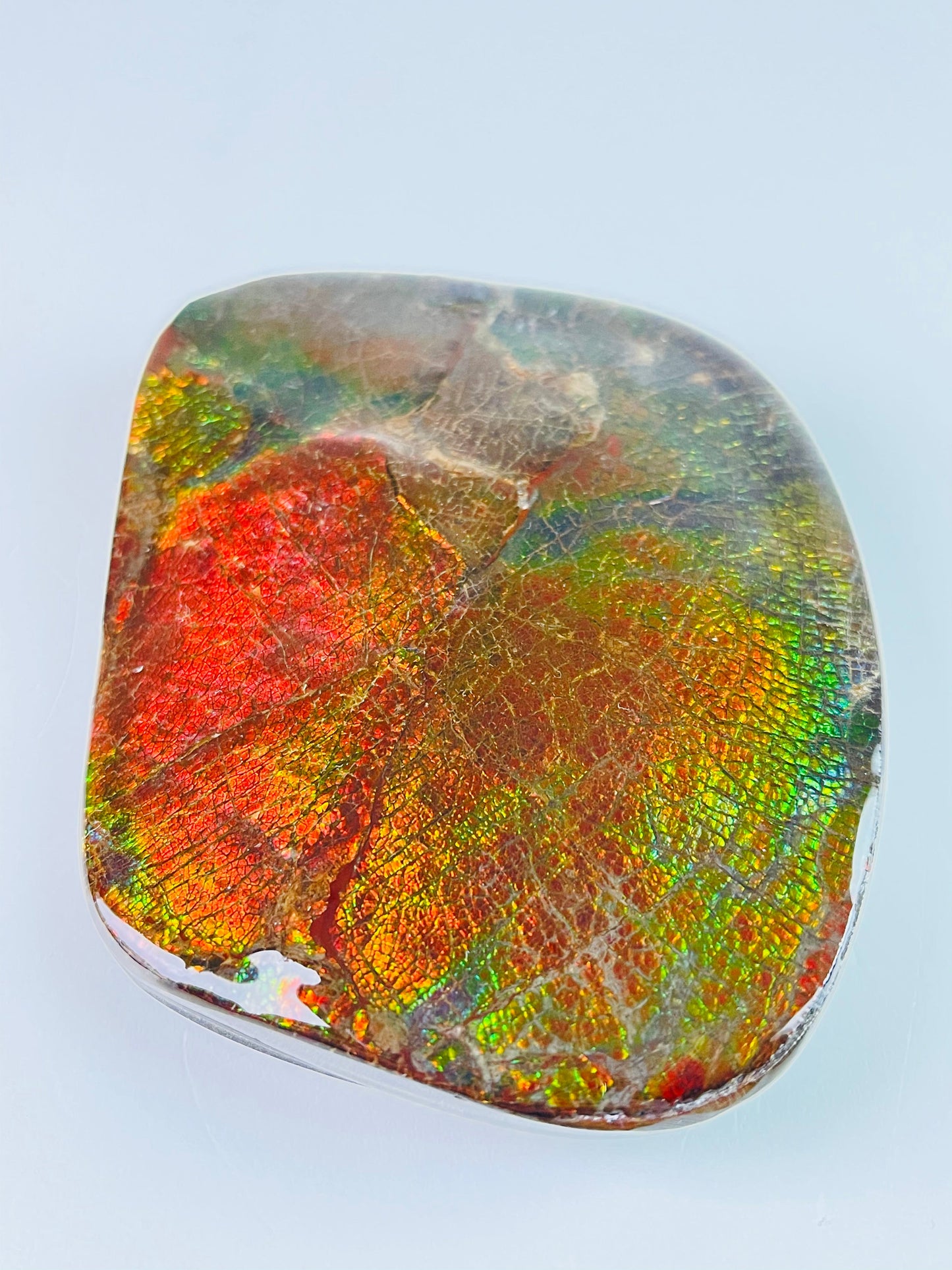 Ammolite Paperweight