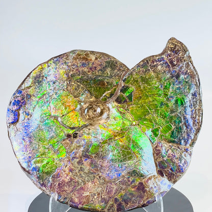 Ammolite Fossil -  Placenticeras Meeki (double sided)