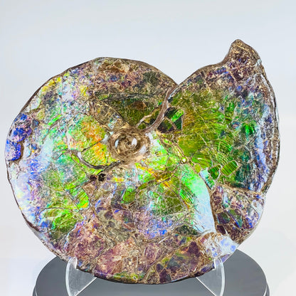 Ammolite Fossil -  Placenticeras Meeki (double sided)