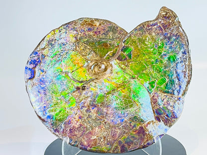 Ammolite Fossil -  Placenticeras Meeki (double sided)