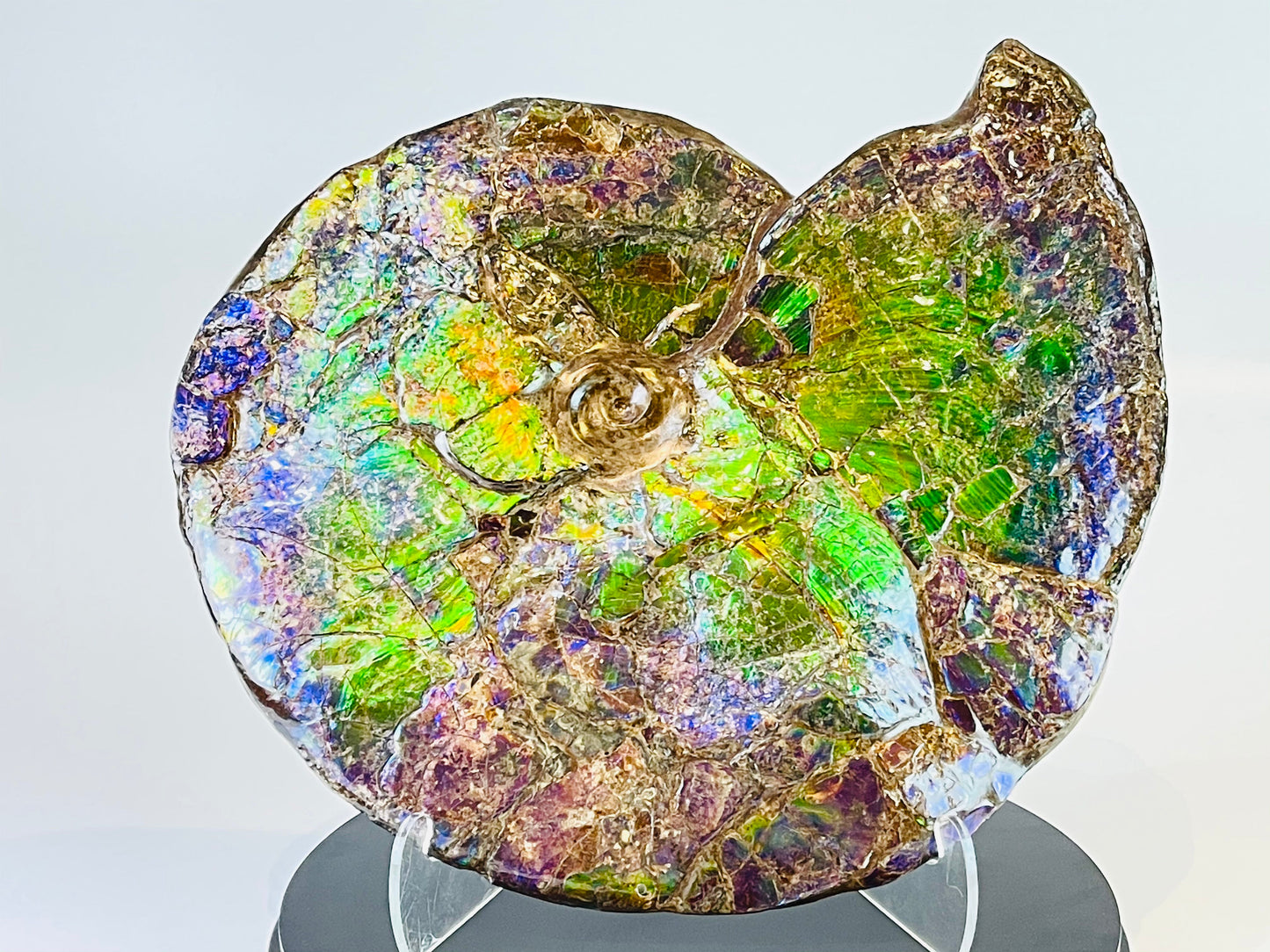 Ammolite Fossil -  Placenticeras Meeki (double sided)