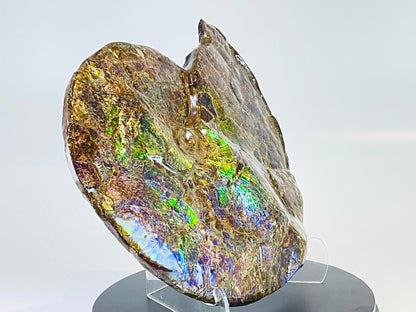 Ammolite Fossil -  Placenticeras Meeki (double sided)