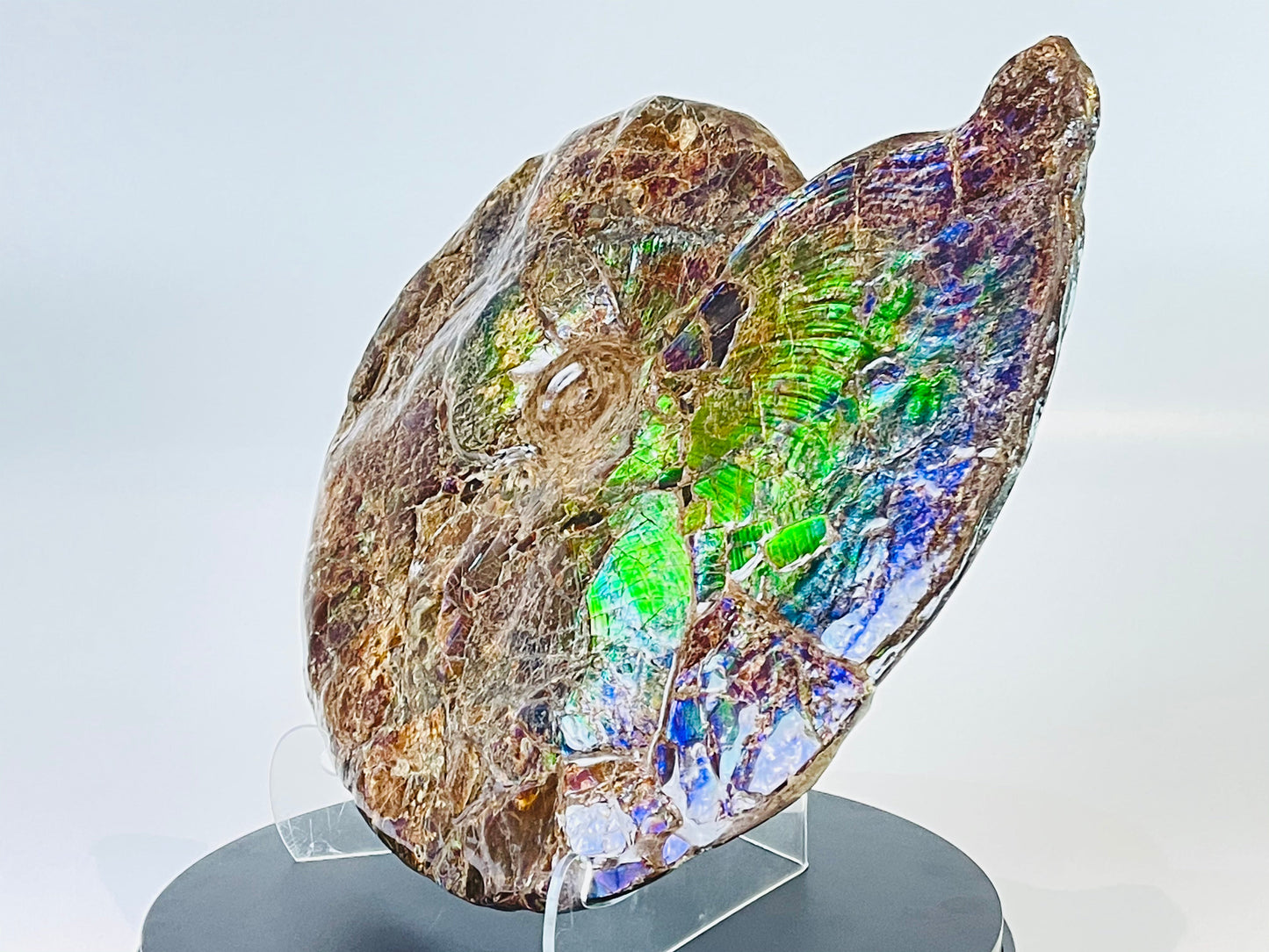 Ammolite Fossil -  Placenticeras Meeki (double sided)