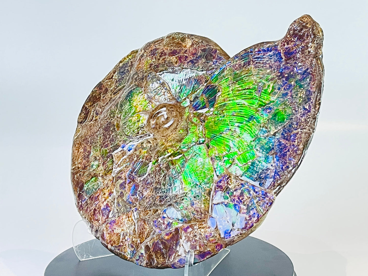 Ammolite Fossil -  Placenticeras Meeki (double sided)