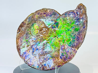 Ammolite Fossil -  Placenticeras Meeki (double sided)