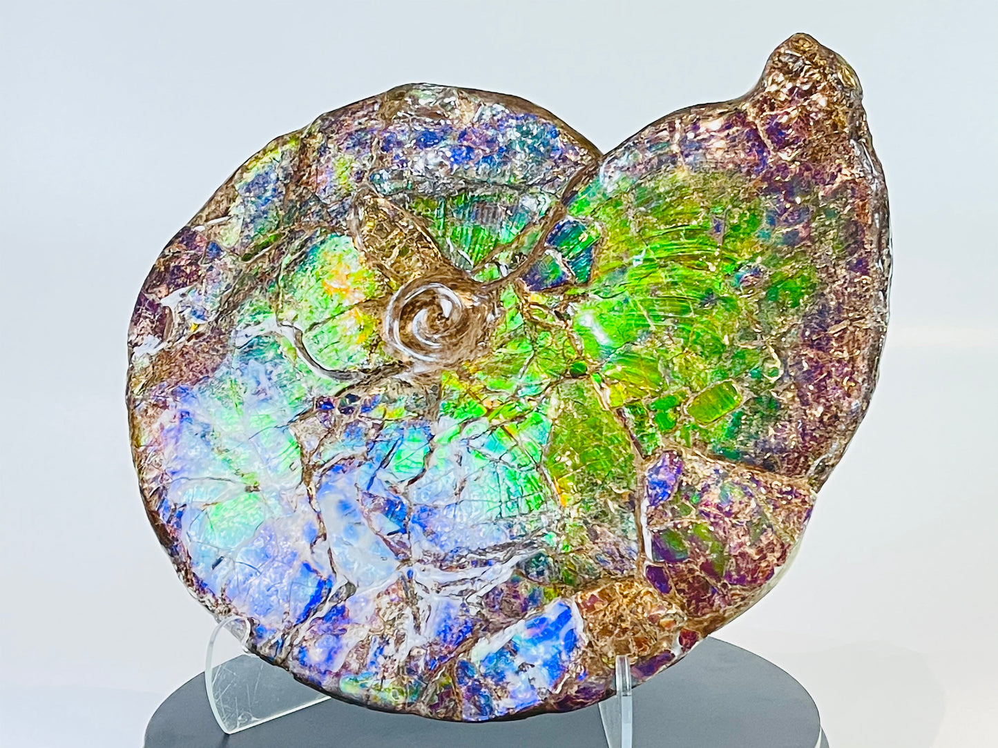 Ammolite Fossil -  Placenticeras Meeki (double sided)