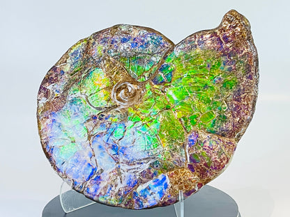 Ammolite Fossil -  Placenticeras Meeki (double sided)