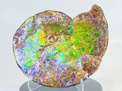 Ammolite Fossil -  Placenticeras Meeki (double sided)