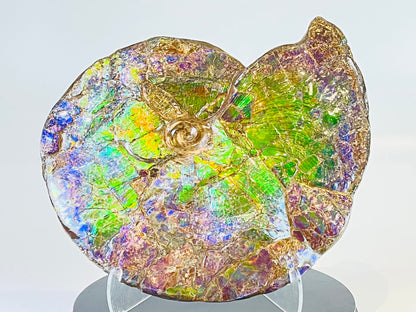 Ammolite Fossil -  Placenticeras Meeki (double sided)