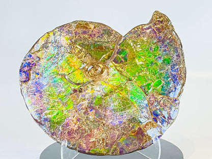 Ammolite Fossil -  Placenticeras Meeki (double sided)